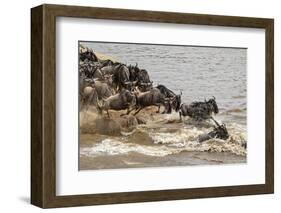 Wildebeest herd crossing Mara River in late summer, Masai Mara, Kenya, Africa-Adam Jones-Framed Photographic Print