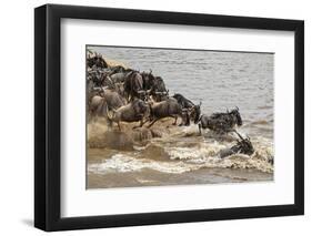 Wildebeest herd crossing Mara River in late summer, Masai Mara, Kenya, Africa-Adam Jones-Framed Photographic Print