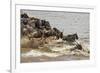 Wildebeest herd crossing Mara River in late summer, Masai Mara, Kenya, Africa-Adam Jones-Framed Photographic Print