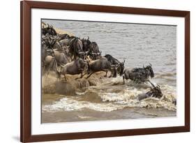 Wildebeest herd crossing Mara River in late summer, Masai Mara, Kenya, Africa-Adam Jones-Framed Photographic Print