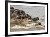 Wildebeest herd crossing Mara River in late summer, Masai Mara, Kenya, Africa-Adam Jones-Framed Photographic Print