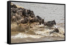 Wildebeest herd crossing Mara River in late summer, Masai Mara, Kenya, Africa-Adam Jones-Framed Stretched Canvas