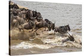 Wildebeest herd crossing Mara River in late summer, Masai Mara, Kenya, Africa-Adam Jones-Stretched Canvas