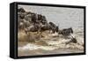 Wildebeest herd crossing Mara River in late summer, Masai Mara, Kenya, Africa-Adam Jones-Framed Stretched Canvas