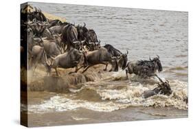 Wildebeest herd crossing Mara River in late summer, Masai Mara, Kenya, Africa-Adam Jones-Stretched Canvas