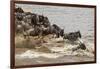 Wildebeest herd crossing Mara River in late summer, Masai Mara, Kenya, Africa-Adam Jones-Framed Photographic Print