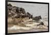 Wildebeest herd crossing Mara River in late summer, Masai Mara, Kenya, Africa-Adam Jones-Framed Photographic Print