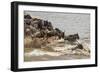 Wildebeest herd crossing Mara River in late summer, Masai Mara, Kenya, Africa-Adam Jones-Framed Photographic Print