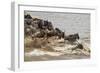 Wildebeest herd crossing Mara River in late summer, Masai Mara, Kenya, Africa-Adam Jones-Framed Photographic Print