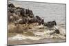 Wildebeest herd crossing Mara River in late summer, Masai Mara, Kenya, Africa-Adam Jones-Mounted Photographic Print