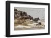 Wildebeest herd crossing Mara River in late summer, Masai Mara, Kenya, Africa-Adam Jones-Framed Premium Photographic Print