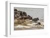 Wildebeest herd crossing Mara River in late summer, Masai Mara, Kenya, Africa-Adam Jones-Framed Premium Photographic Print