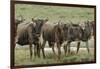 Wildebeest herd during migration, Serengeti National Park, Tanzania, Africa-Adam Jones-Framed Photographic Print