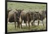 Wildebeest herd during migration, Serengeti National Park, Tanzania, Africa-Adam Jones-Framed Photographic Print