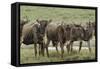 Wildebeest herd during migration, Serengeti National Park, Tanzania, Africa-Adam Jones-Framed Stretched Canvas