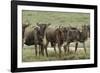 Wildebeest herd during migration, Serengeti National Park, Tanzania, Africa-Adam Jones-Framed Photographic Print