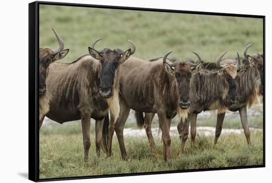 Wildebeest herd during migration, Serengeti National Park, Tanzania, Africa-Adam Jones-Framed Stretched Canvas