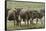 Wildebeest herd during migration, Serengeti National Park, Tanzania, Africa-Adam Jones-Framed Stretched Canvas