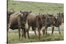 Wildebeest herd during migration, Serengeti National Park, Tanzania, Africa-Adam Jones-Stretched Canvas