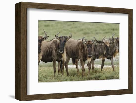 Wildebeest herd during migration, Serengeti National Park, Tanzania, Africa-Adam Jones-Framed Photographic Print