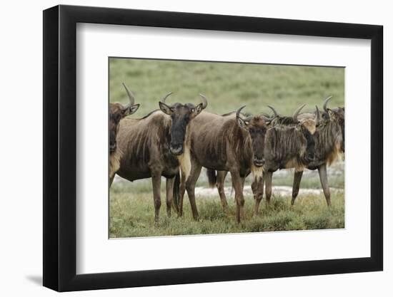 Wildebeest herd during migration, Serengeti National Park, Tanzania, Africa-Adam Jones-Framed Photographic Print