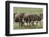 Wildebeest herd during migration, Serengeti National Park, Tanzania, Africa-Adam Jones-Framed Photographic Print