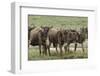 Wildebeest herd during migration, Serengeti National Park, Tanzania, Africa-Adam Jones-Framed Photographic Print