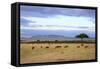 Wildebeest Herd in the Beautiful Plains of the Masai Mara Reserve in Kenya Africa-OSTILL-Framed Stretched Canvas