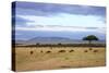 Wildebeest Herd in the Beautiful Plains of the Masai Mara Reserve in Kenya Africa-OSTILL-Stretched Canvas