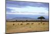 Wildebeest Herd in the Beautiful Plains of the Masai Mara Reserve in Kenya Africa-OSTILL-Mounted Photographic Print