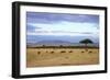 Wildebeest Herd in the Beautiful Plains of the Masai Mara Reserve in Kenya Africa-OSTILL-Framed Photographic Print