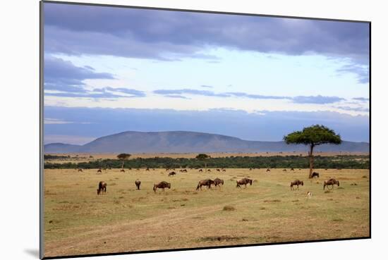 Wildebeest Herd in the Beautiful Plains of the Masai Mara Reserve in Kenya Africa-OSTILL-Mounted Photographic Print