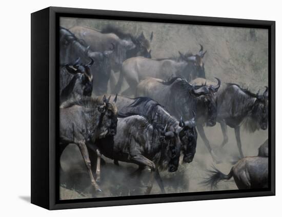 Wildebeest Herd Migration, Banks of Telek River, Masai Mara Game Reserve, Kenya-Paul Souders-Framed Stretched Canvas