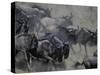 Wildebeest Herd Migration, Banks of Telek River, Masai Mara Game Reserve, Kenya-Paul Souders-Stretched Canvas