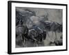 Wildebeest Herd Migration, Banks of Telek River, Masai Mara Game Reserve, Kenya-Paul Souders-Framed Photographic Print