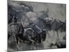 Wildebeest Herd Migration, Banks of Telek River, Masai Mara Game Reserve, Kenya-Paul Souders-Mounted Photographic Print