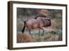 Wildebeest in a Field, Etosha National Park, Namibia-null-Framed Photographic Print