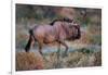 Wildebeest in a Field, Etosha National Park, Namibia-null-Framed Photographic Print