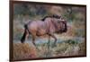 Wildebeest in a Field, Etosha National Park, Namibia-null-Framed Photographic Print