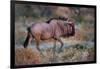 Wildebeest in a Field, Etosha National Park, Namibia-null-Framed Photographic Print