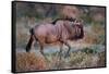 Wildebeest in a Field, Etosha National Park, Namibia-null-Framed Stretched Canvas