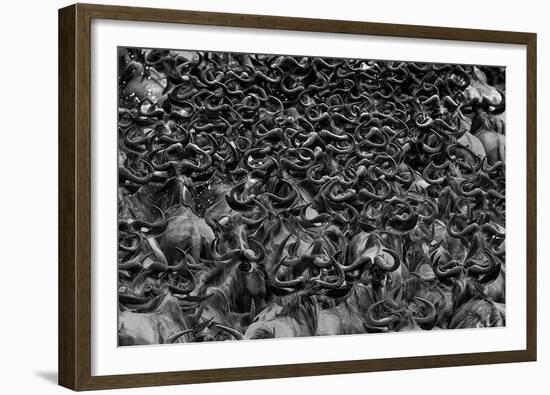 Wildebeest In Crossing-Jun Zuo-Framed Giclee Print