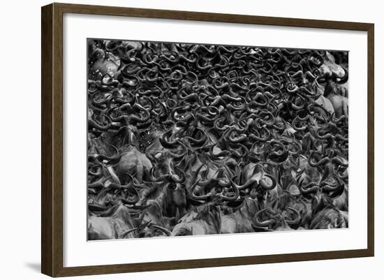 Wildebeest in Crossing-Jun Zuo-Framed Photographic Print