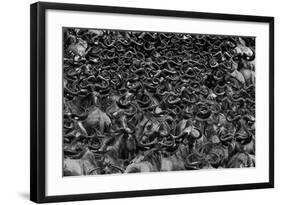Wildebeest in Crossing-Jun Zuo-Framed Photographic Print