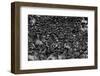 Wildebeest in Crossing-Jun Zuo-Framed Photographic Print