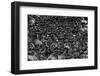 Wildebeest in Crossing-Jun Zuo-Framed Photographic Print