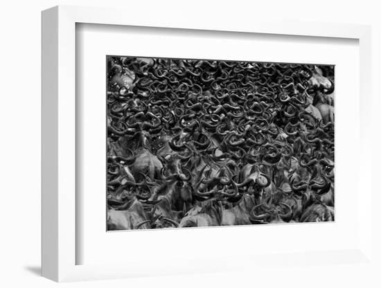 Wildebeest in Crossing-Jun Zuo-Framed Photographic Print