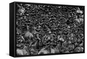Wildebeest in Crossing-Jun Zuo-Framed Stretched Canvas