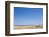 Wildebeest in Masai Mara Game Reserve-Paul Souders-Framed Photographic Print