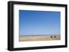 Wildebeest in Masai Mara Game Reserve-Paul Souders-Framed Photographic Print